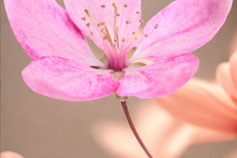 kwiatek wiosenny rozkwit