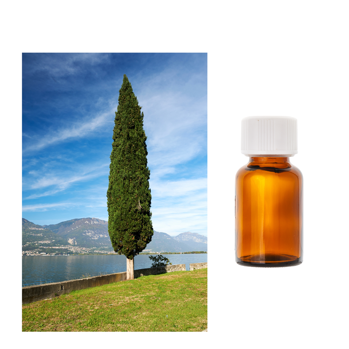 Olejek cyprysowy wspiera oddychanie, odświeża i tonizuje. Idealny do dyfuzji i pielęgnacji skóry. 100% naturalny olejek — Vesna Oils.