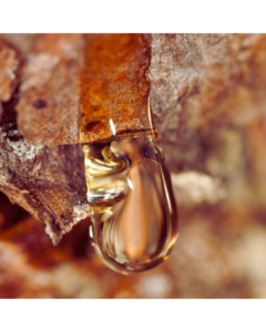 Kropla żywicy wypływająca z kory drzewa – naturalne źródło balsamów roślinnych