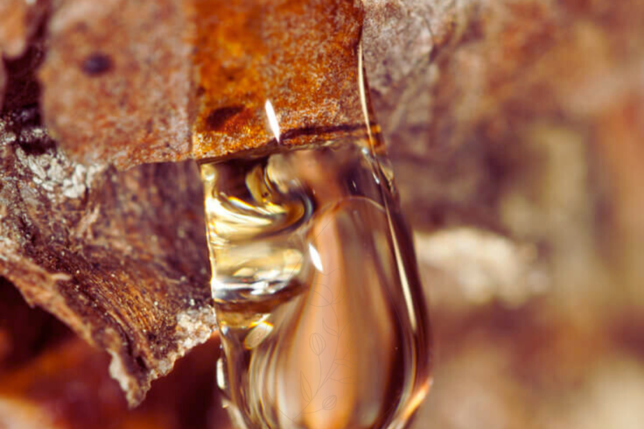 Kropla żywicy wypływająca z kory drzewa – naturalne źródło balsamów roślinnych