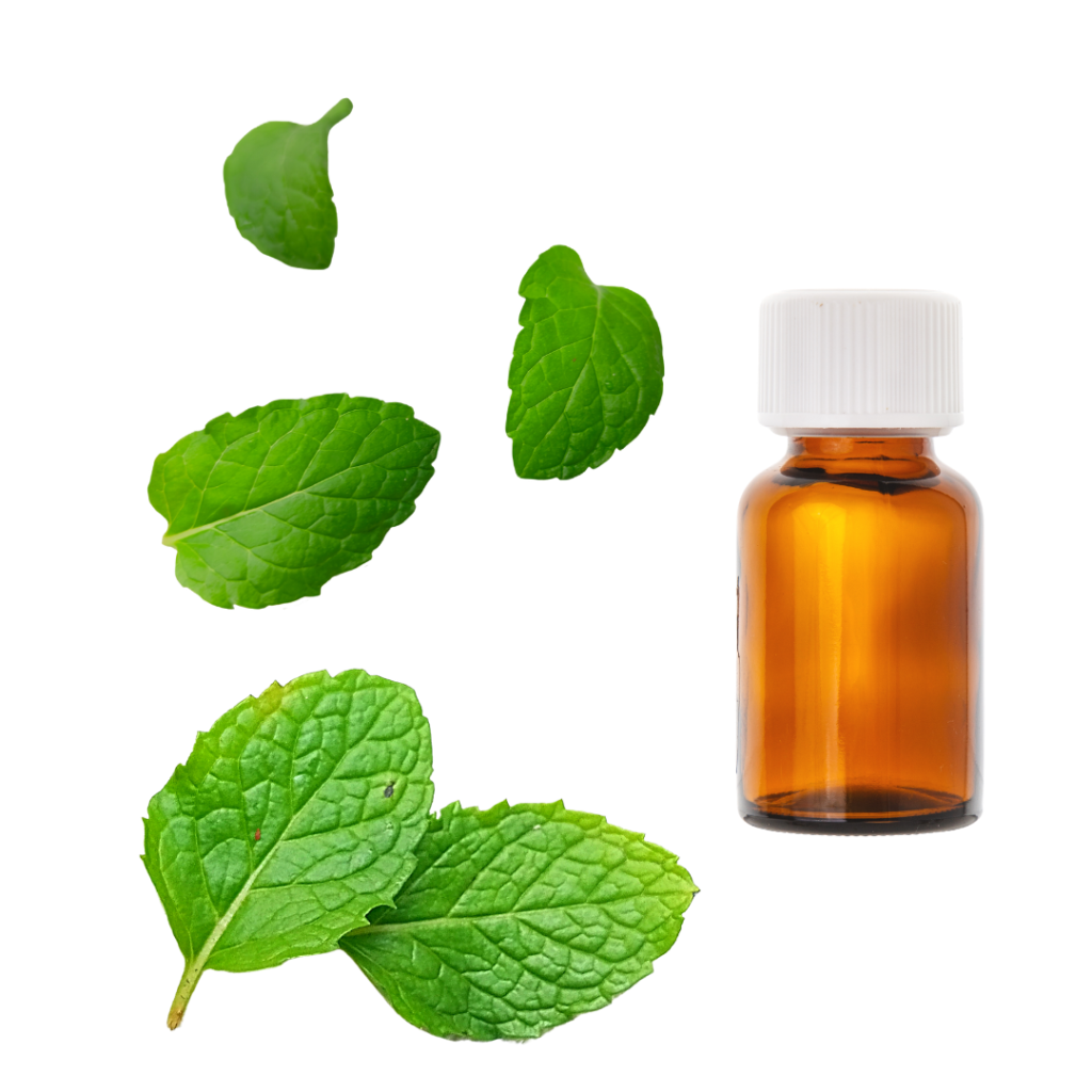 Olejek eteryczny Mięta Zielona Spearmint | Mentha spicata | 100% naturalny